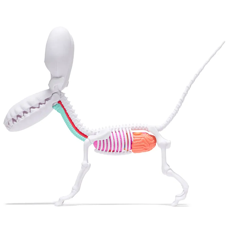 Mighty Jaxx Funny Anatomy Balloon Dog - Honey Edition