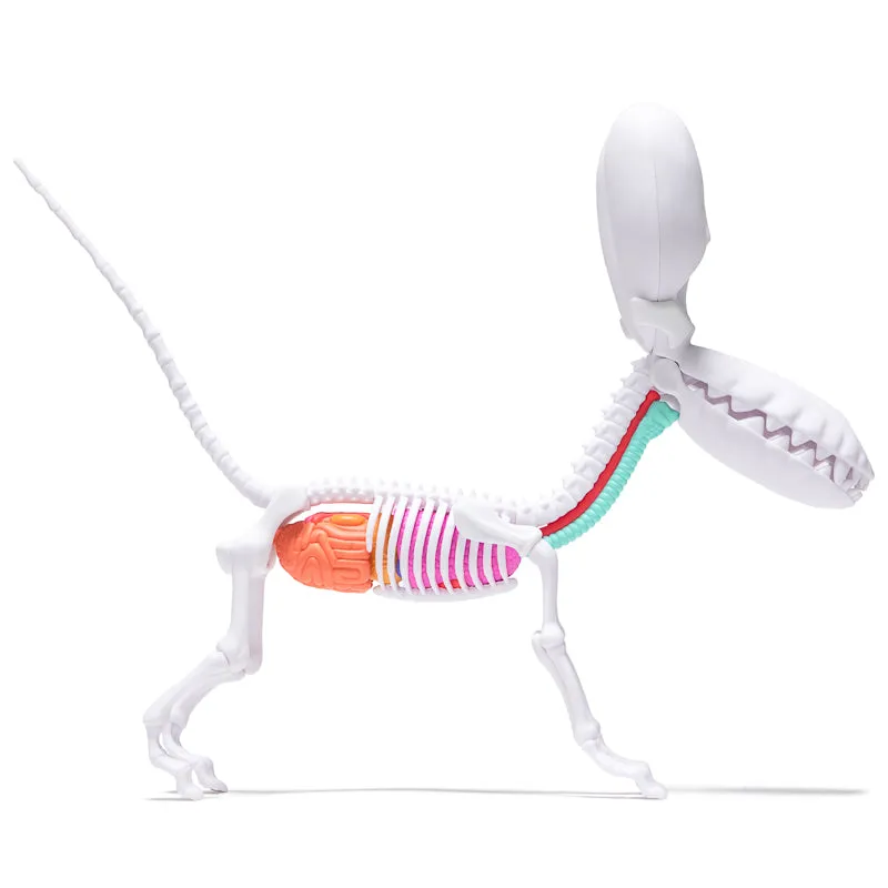 Mighty Jaxx Funny Anatomy Balloon Dog - Honey Edition