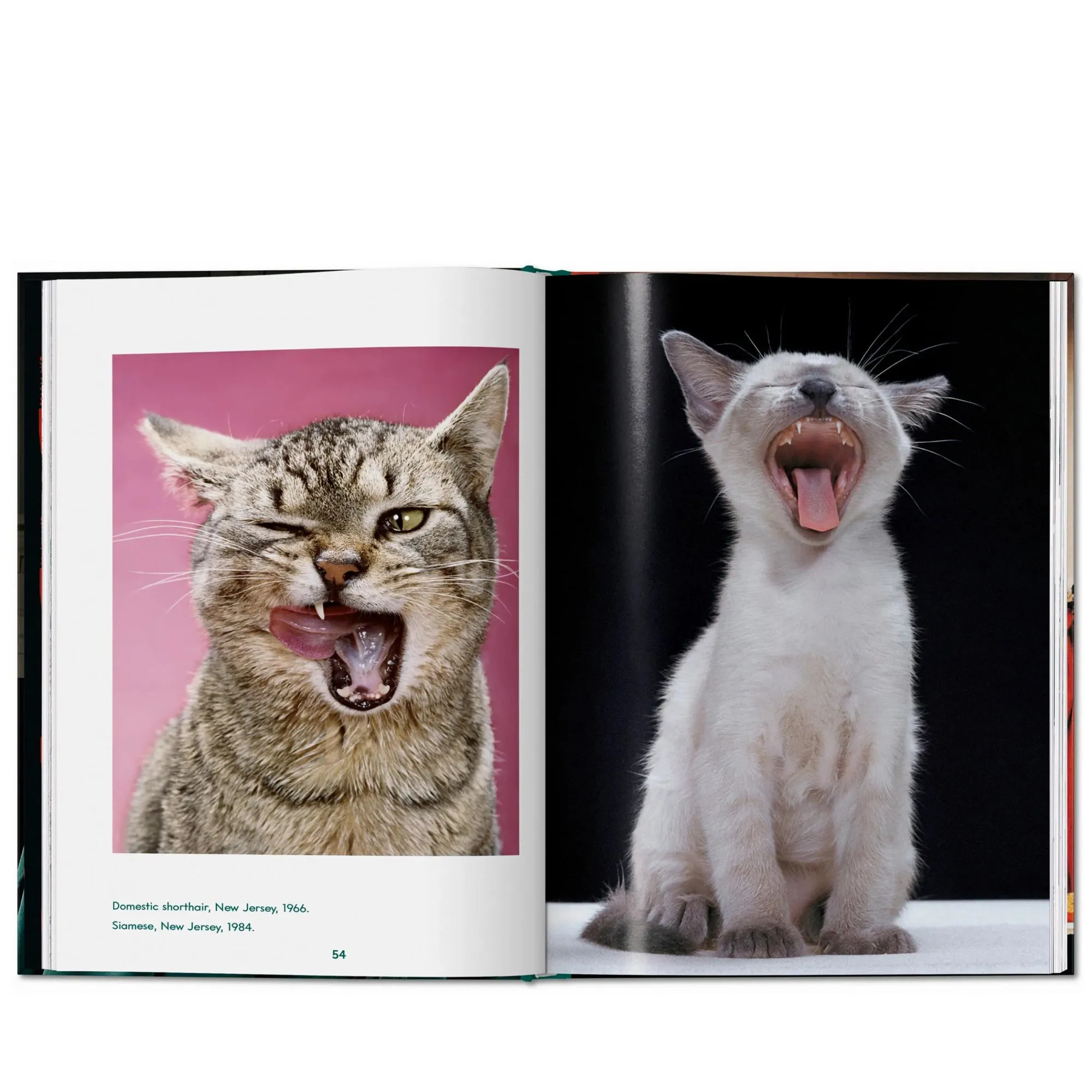 Taschen Walter Chandoha. Cats. Photographs 19422018